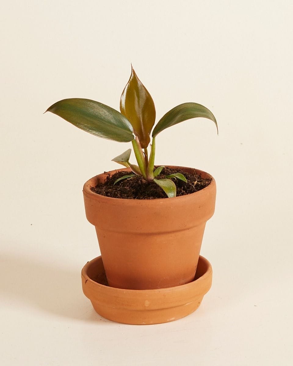Baby Philodendron Florida Bronze