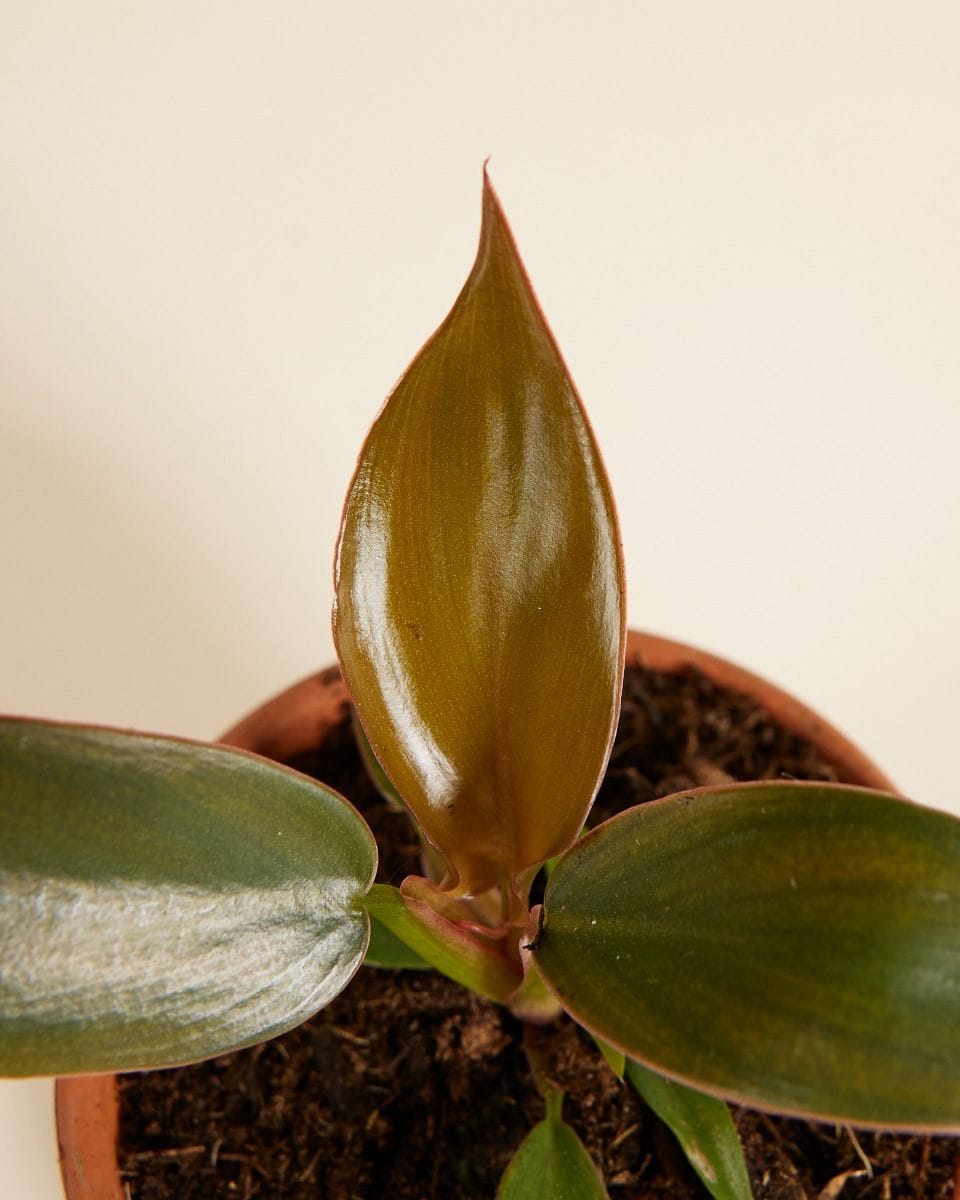 Baby Philodendron Florida Bronze