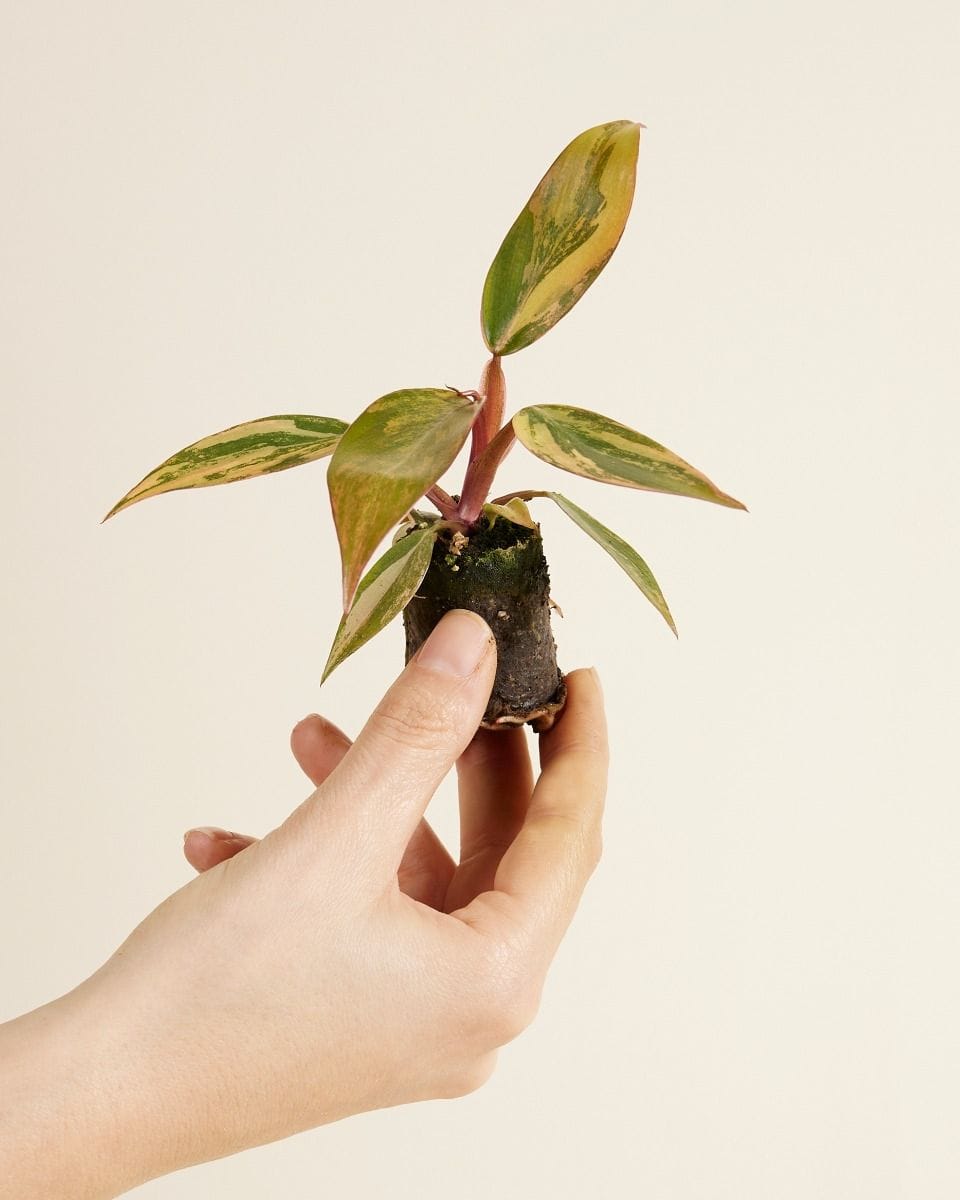 Philodendron Strawberry Shake