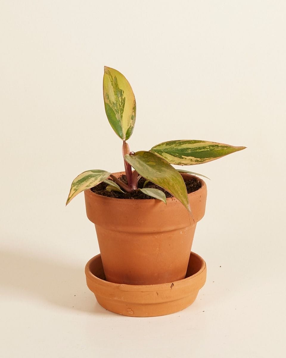 Philodendron Strawberry Shake