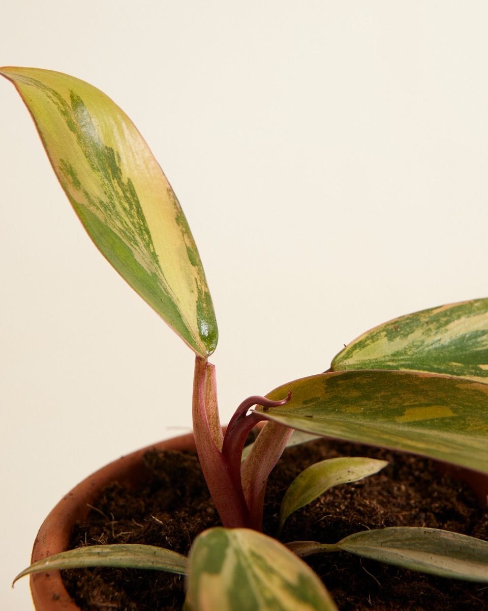 Philodendron Strawberry Shake
