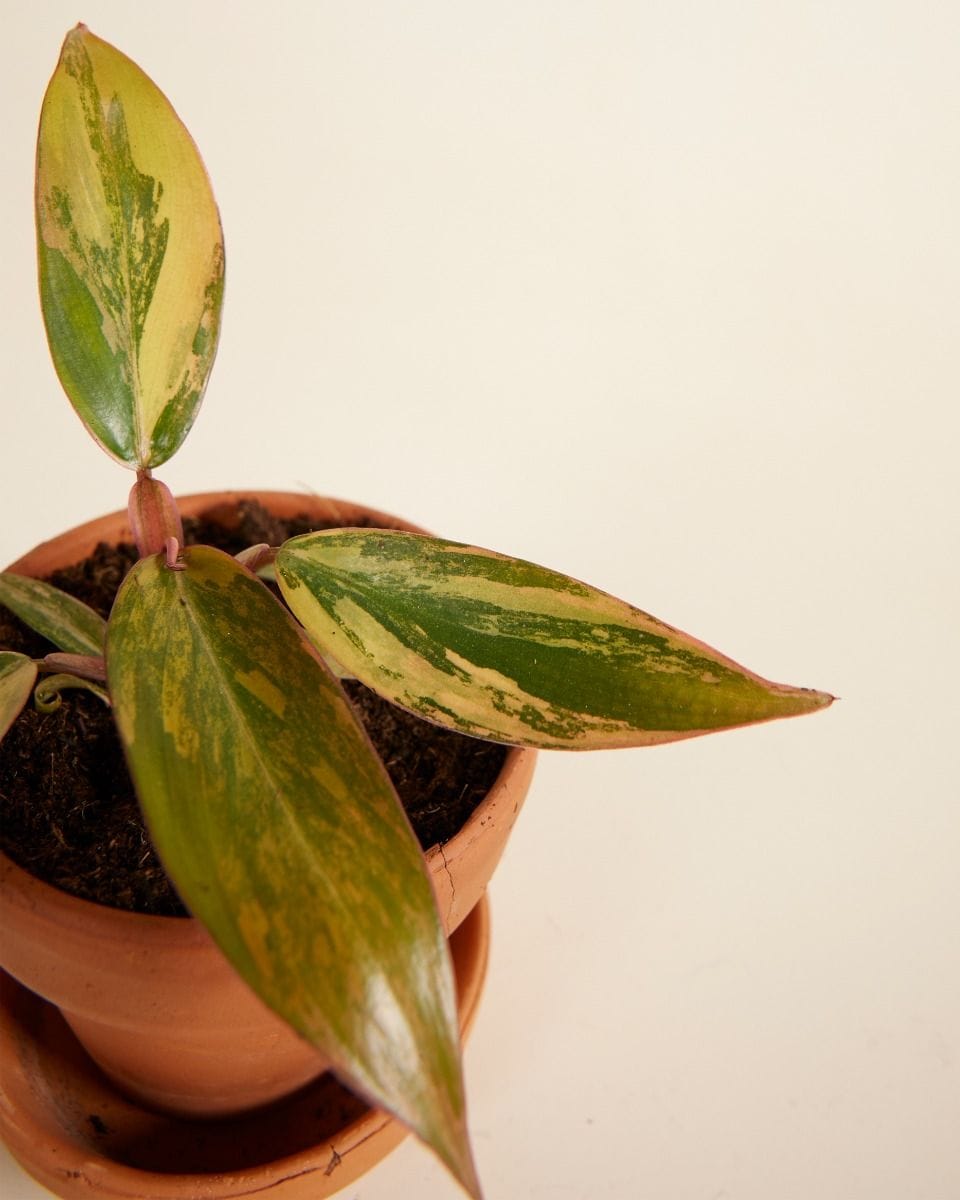 Philodendron Strawberry Shake