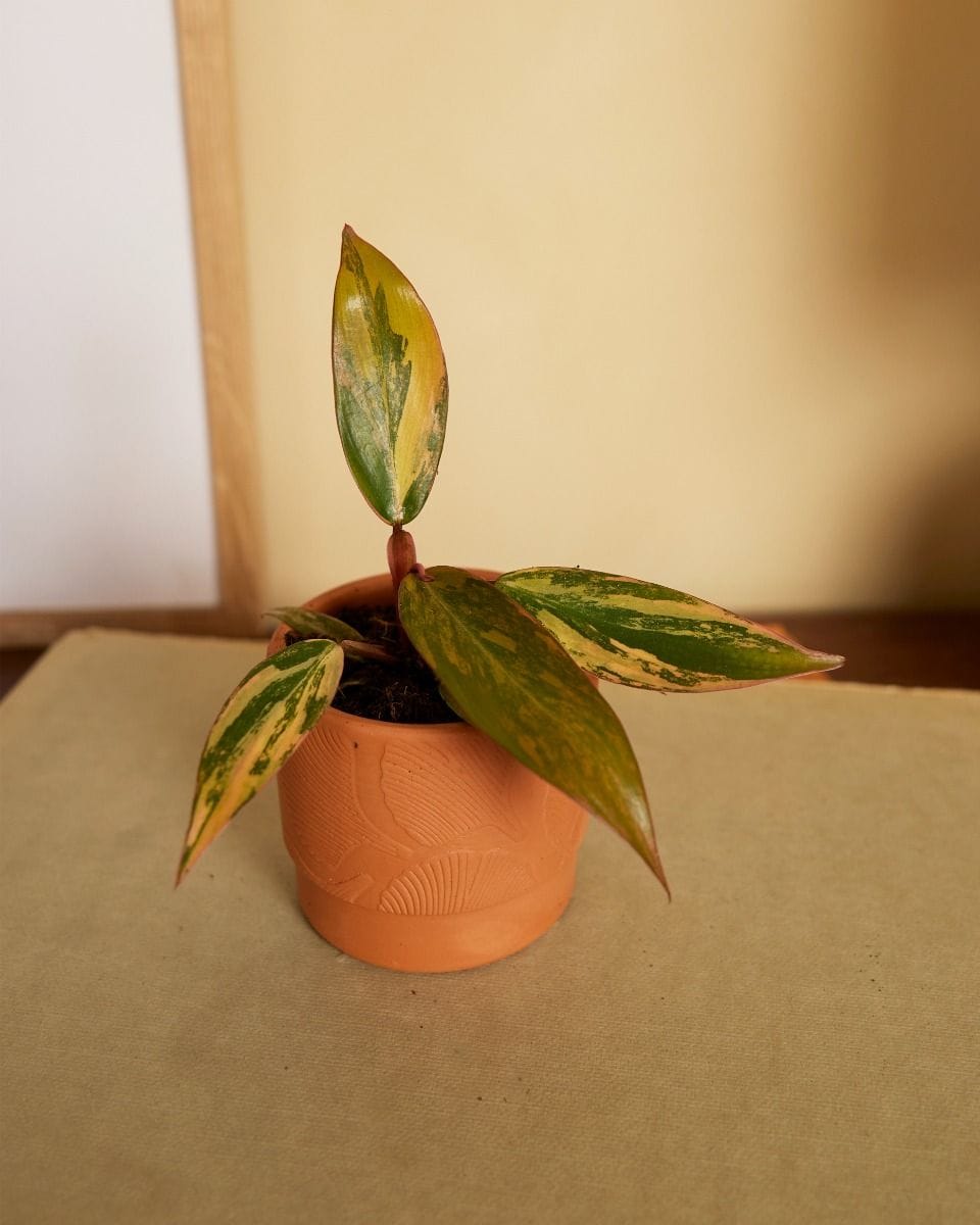 Philodendron Strawberry Shake