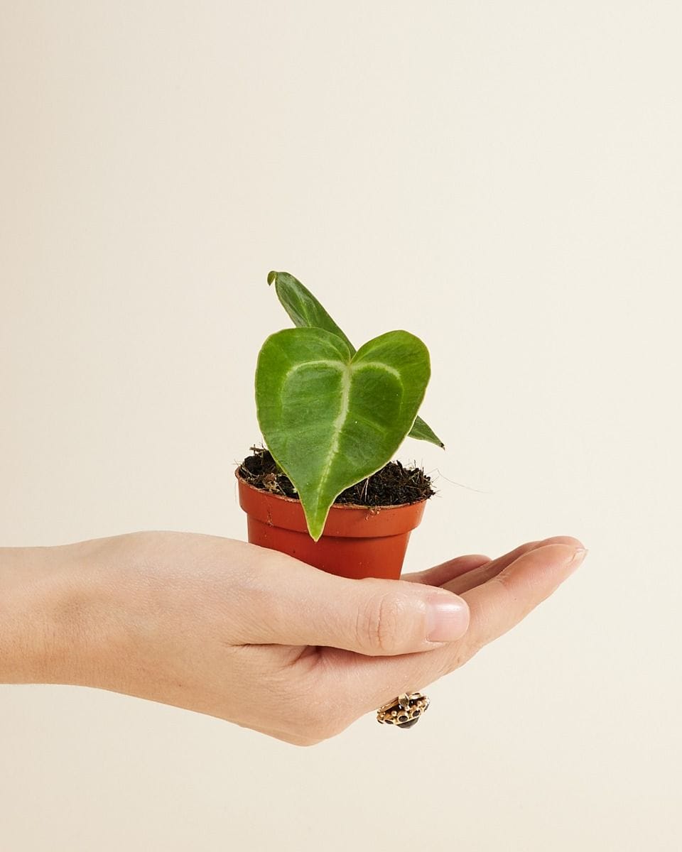 Bebé Anthurium Magnificum