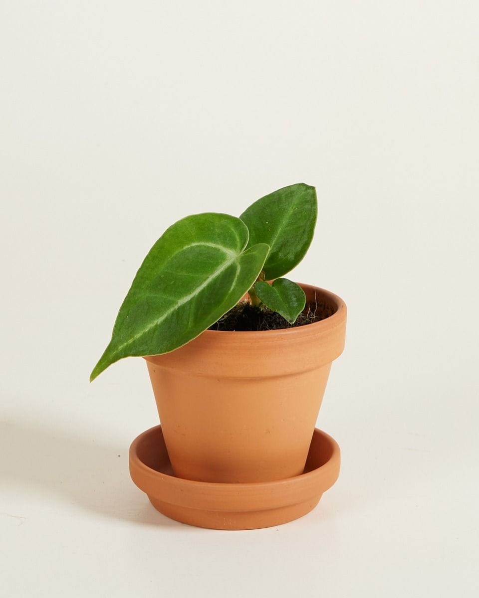 Bebé Anthurium Magnificum