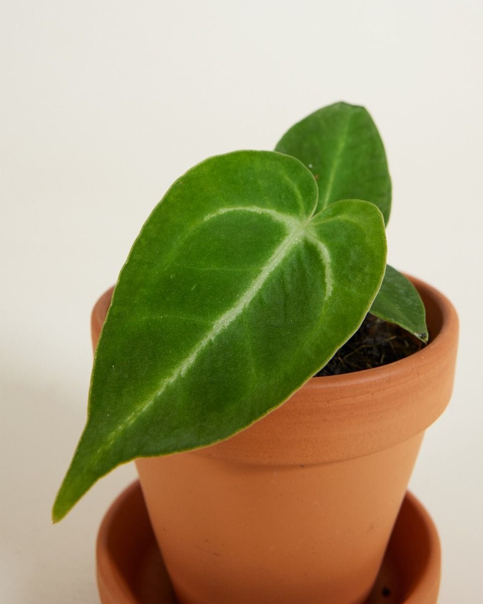 Bebé Anthurium Magnificum
