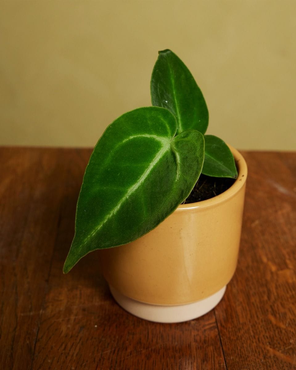 Bebé Anthurium Magnificum