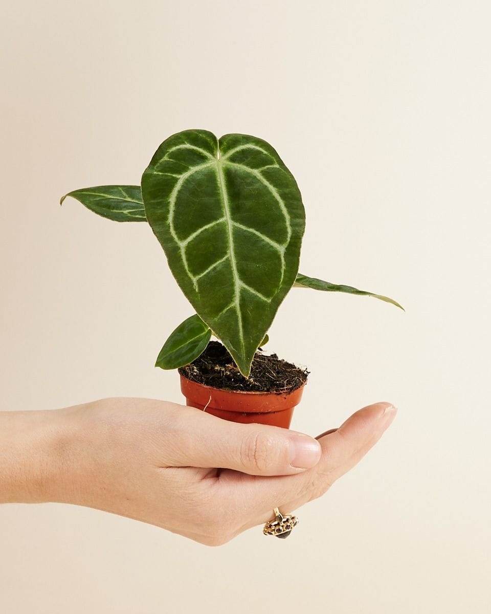 Bébé Anthurium Crystallinum x Regale