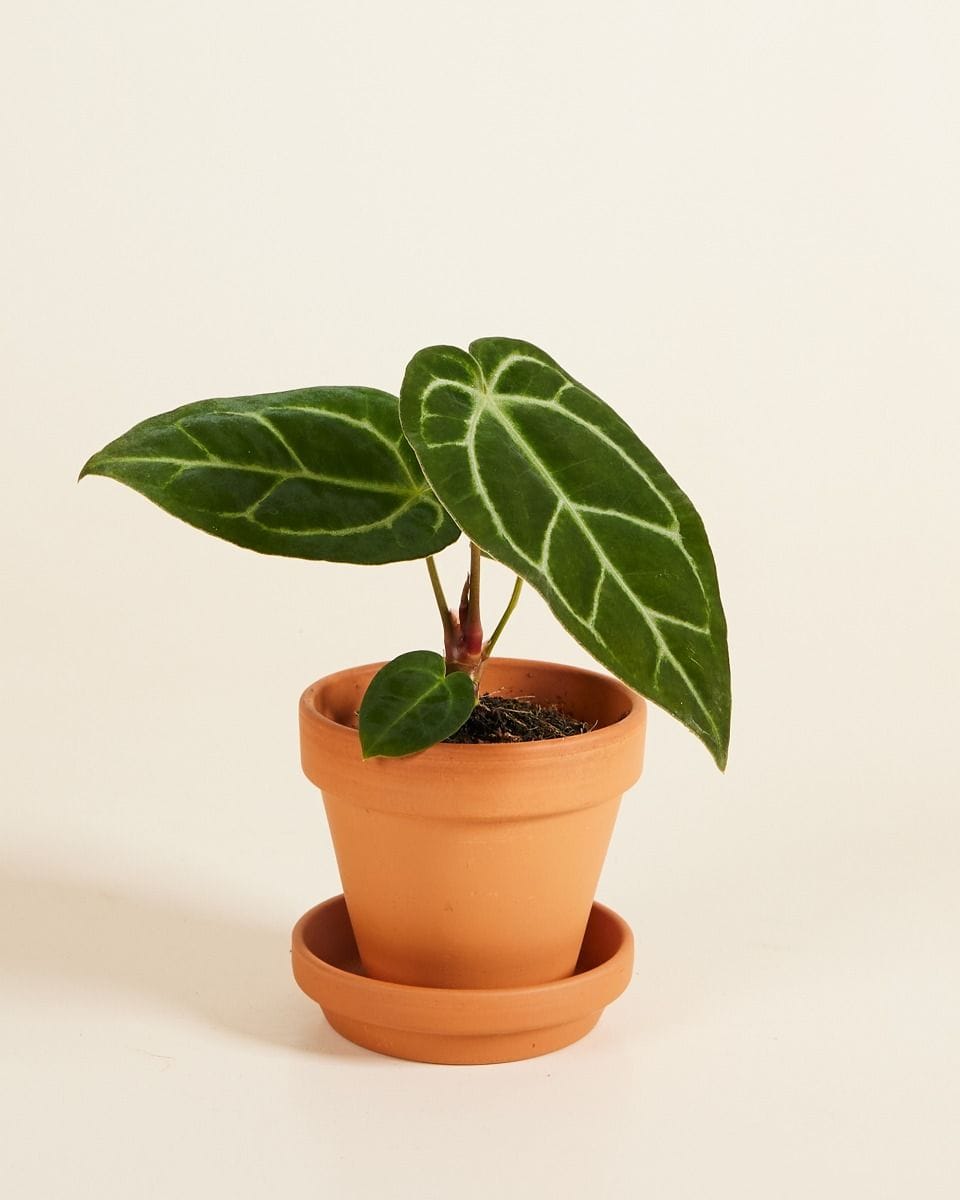 Bébé Anthurium Crystallinum x Regale