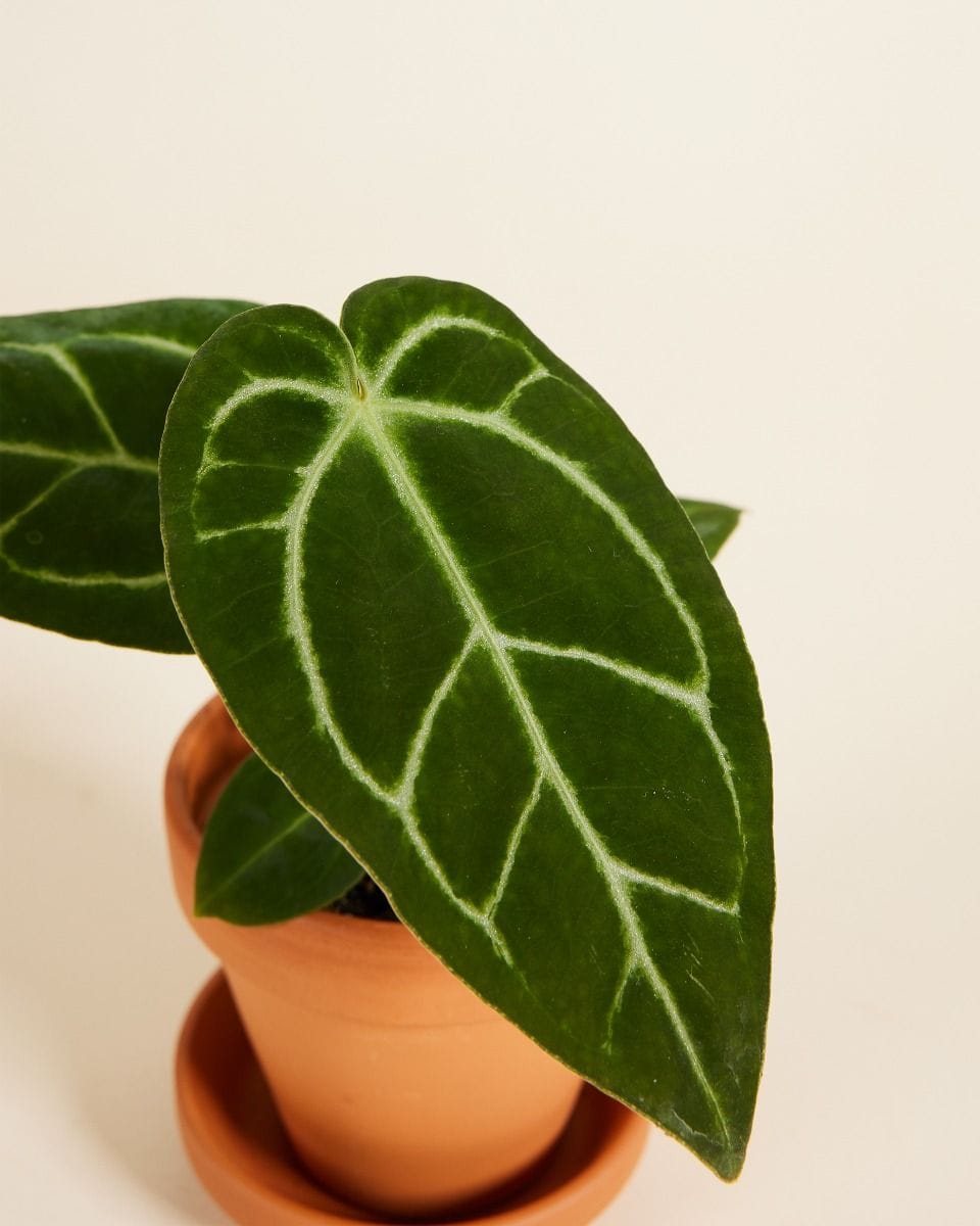 Bébé Anthurium Crystallinum x Regale