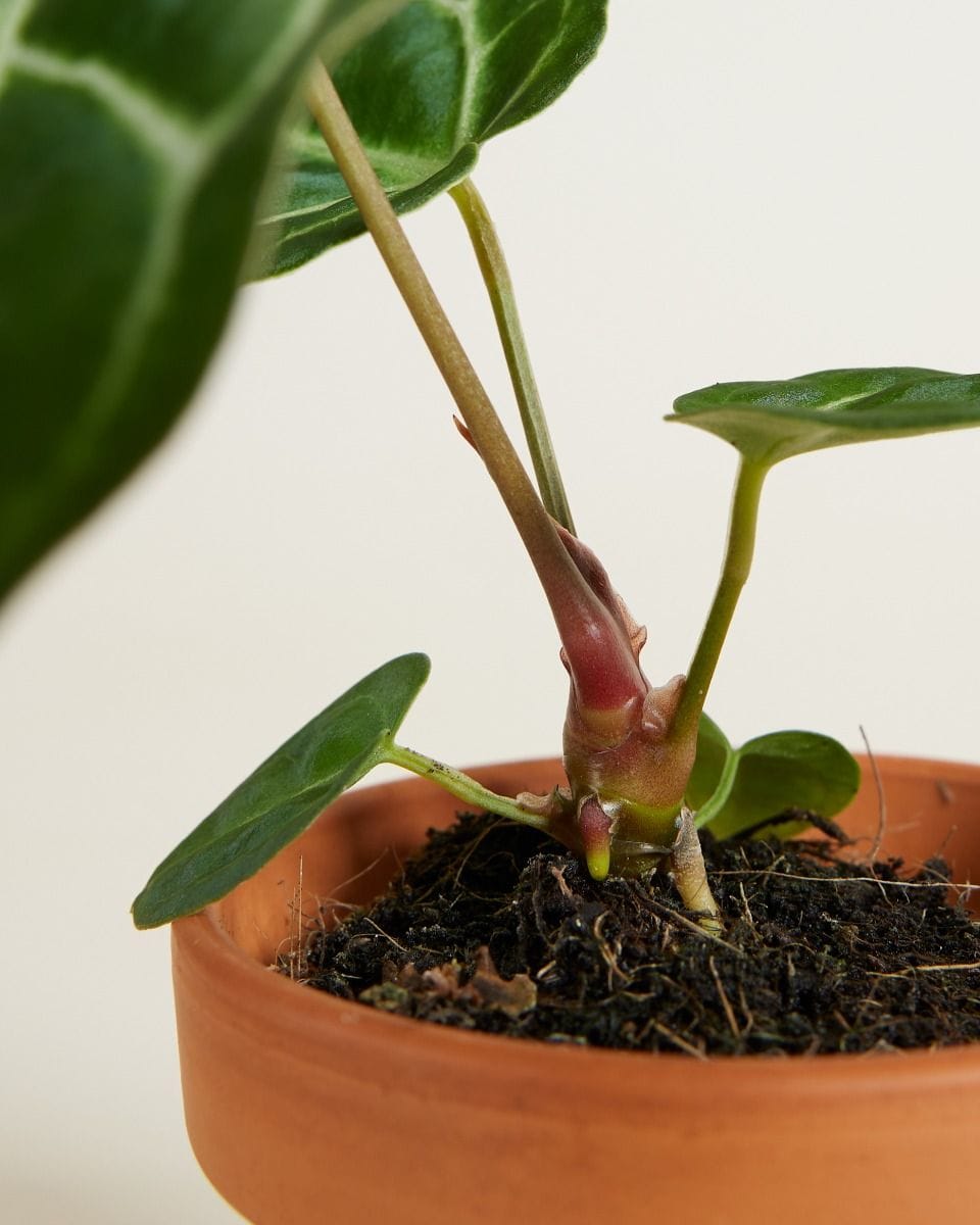 Bébé Anthurium Crystallinum x Regale