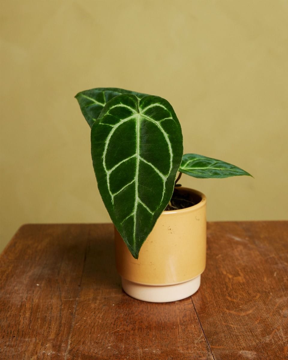 Bébé Anthurium Crystallinum x Regale
