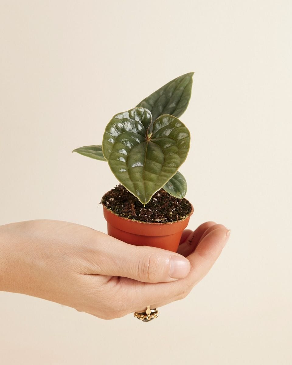 Bebé Anthurium Luxurians x Radicans