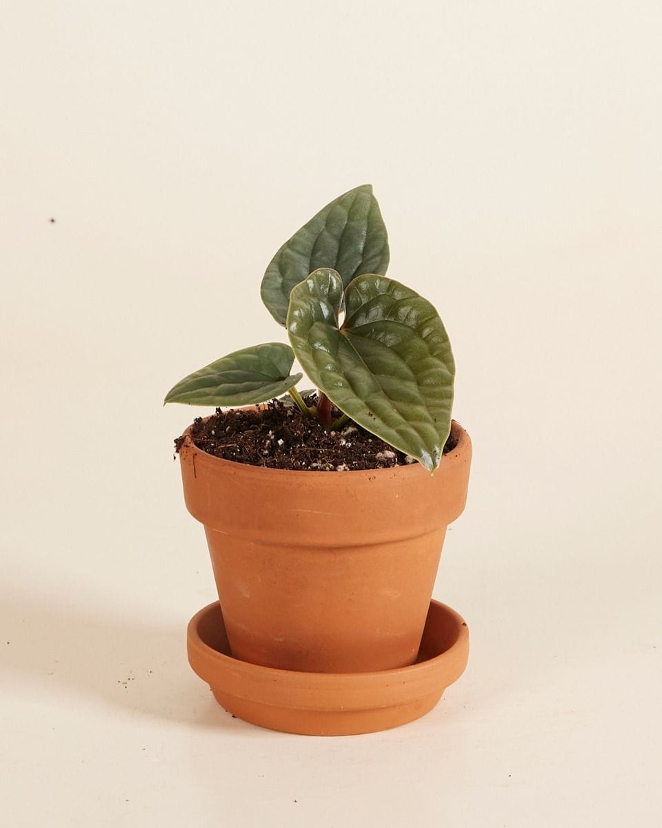 Bebé Anthurium Luxurians x Radicans