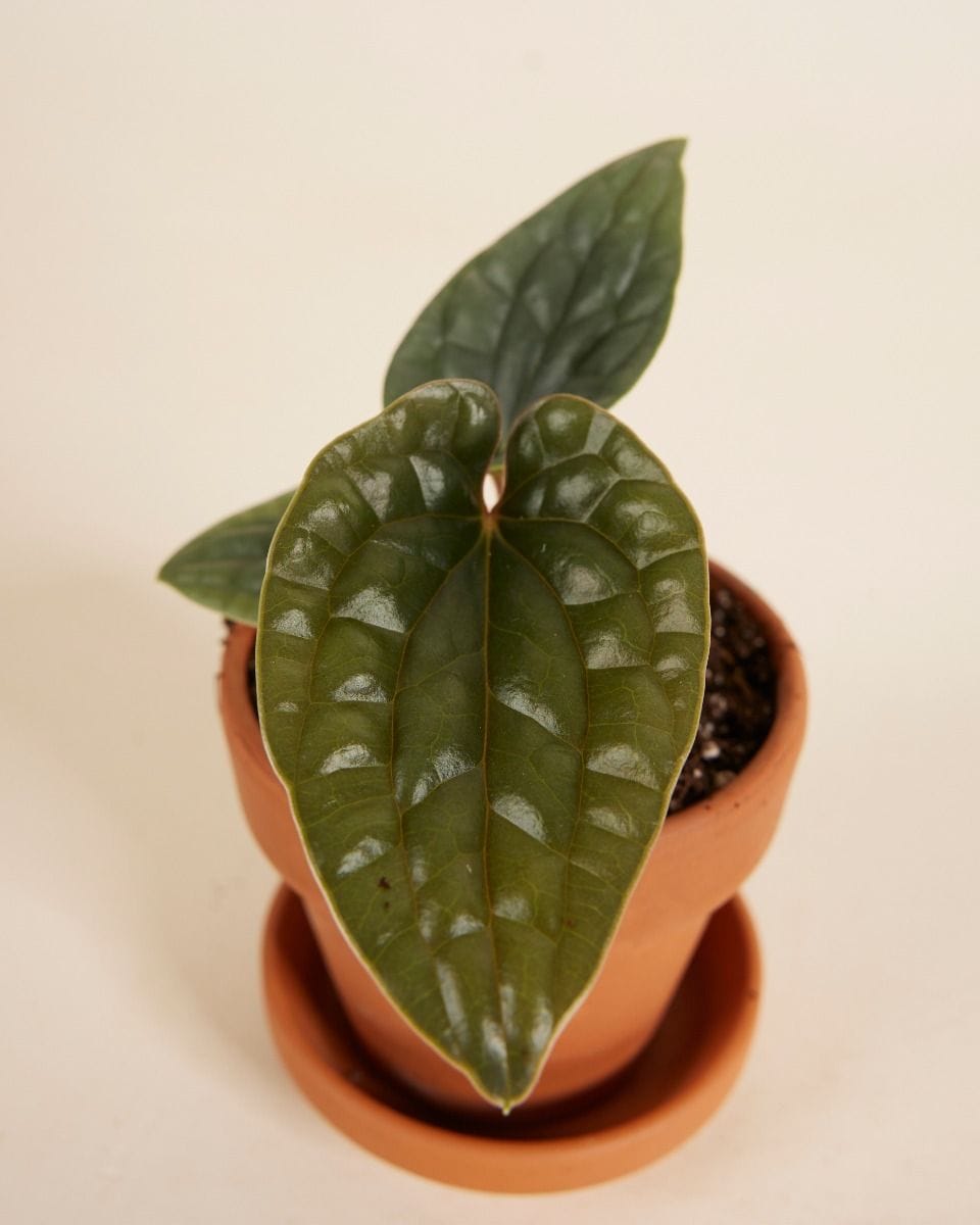 Bebé Anthurium Luxurians x Radicans
