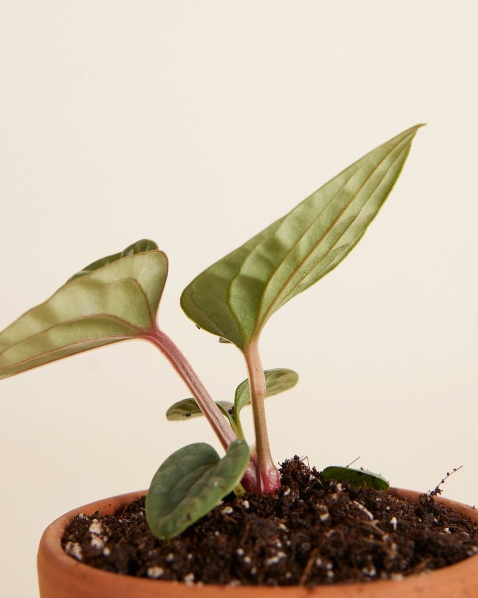 Bebé Anthurium Luxurians x Radicans