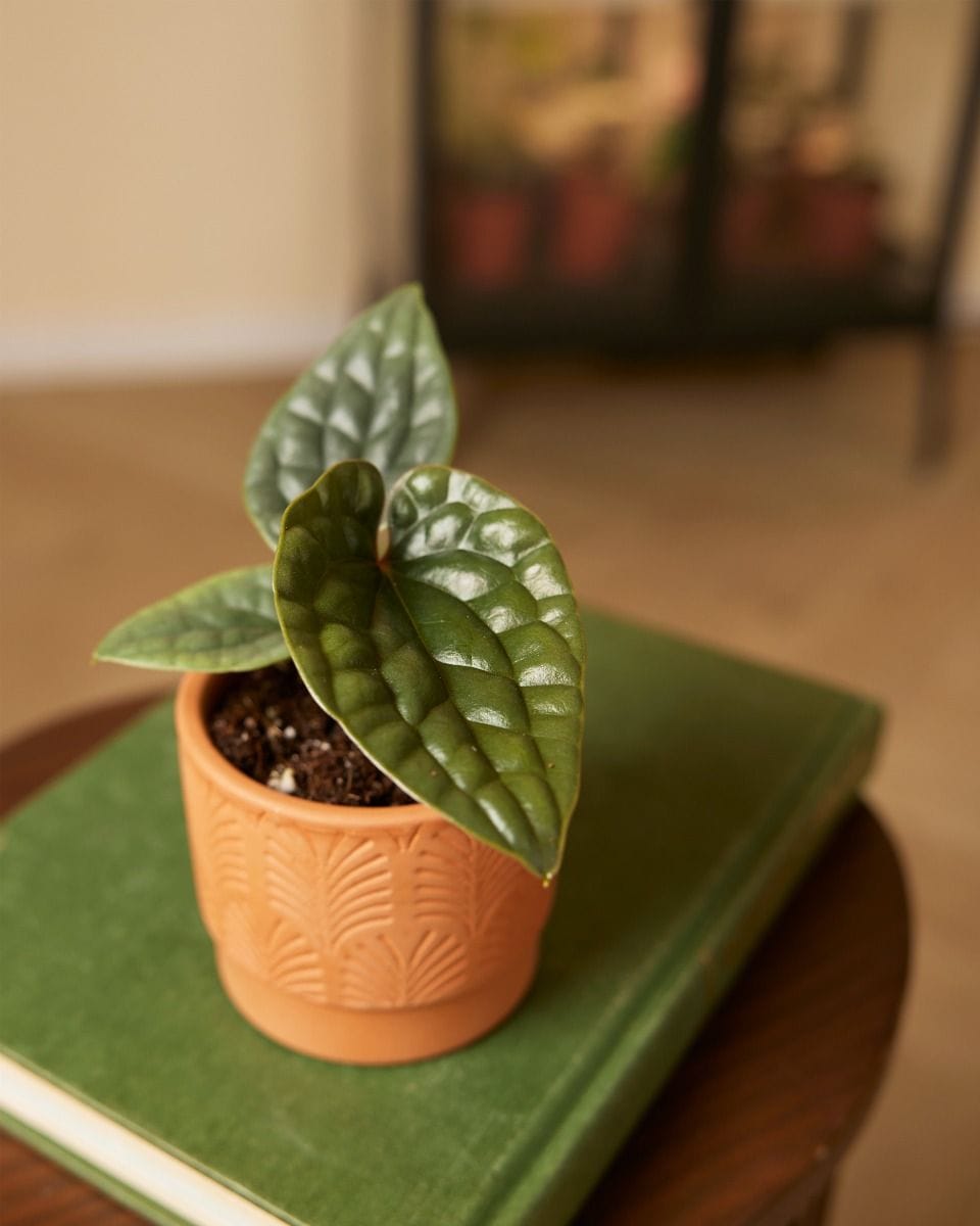 Bebé Anthurium Luxurians x Radicans