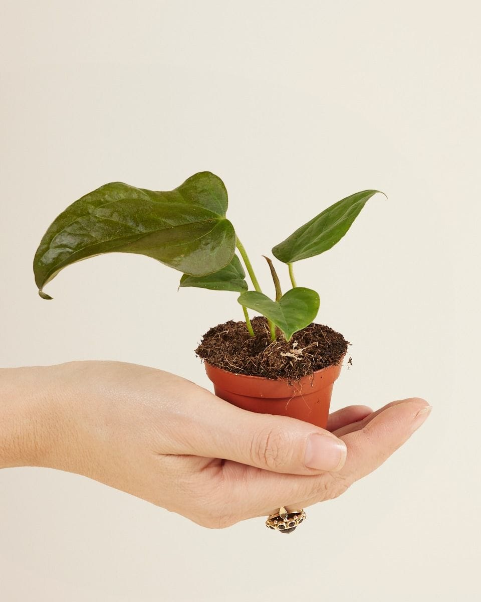 Bebé Anthurium Queen of Hearts