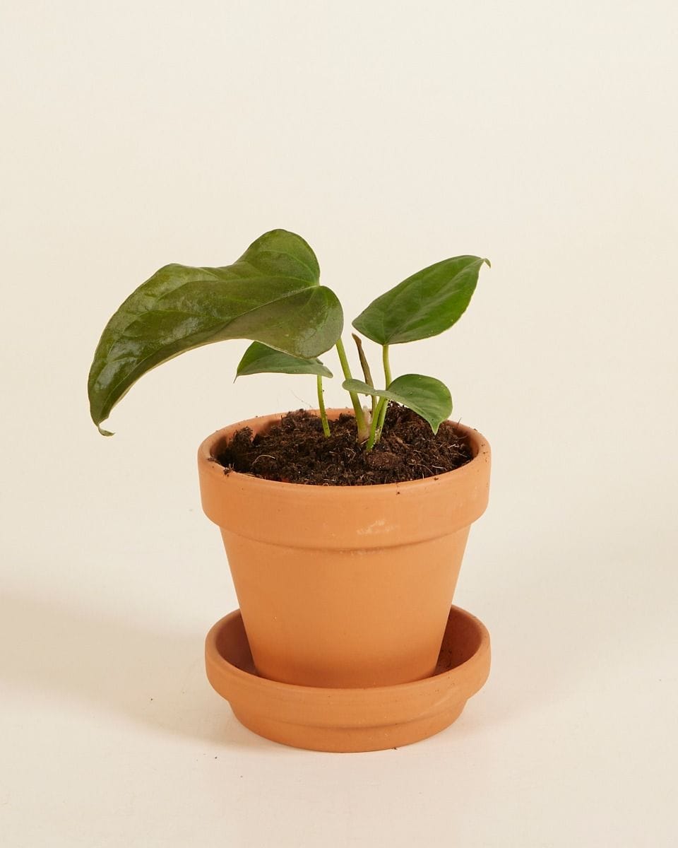 Bebé Anthurium Queen of Hearts