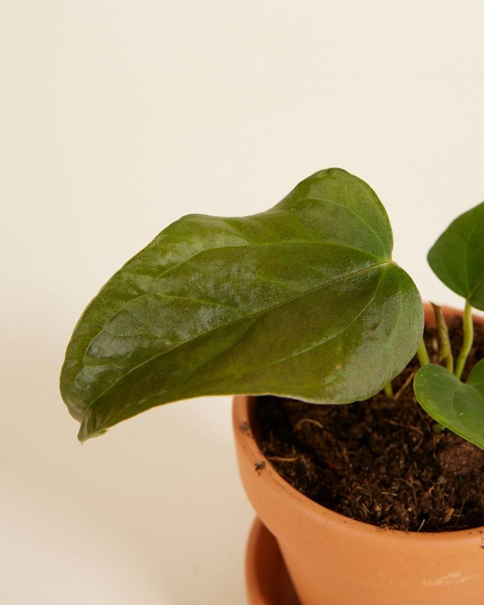 Bebé Anthurium Queen of Hearts