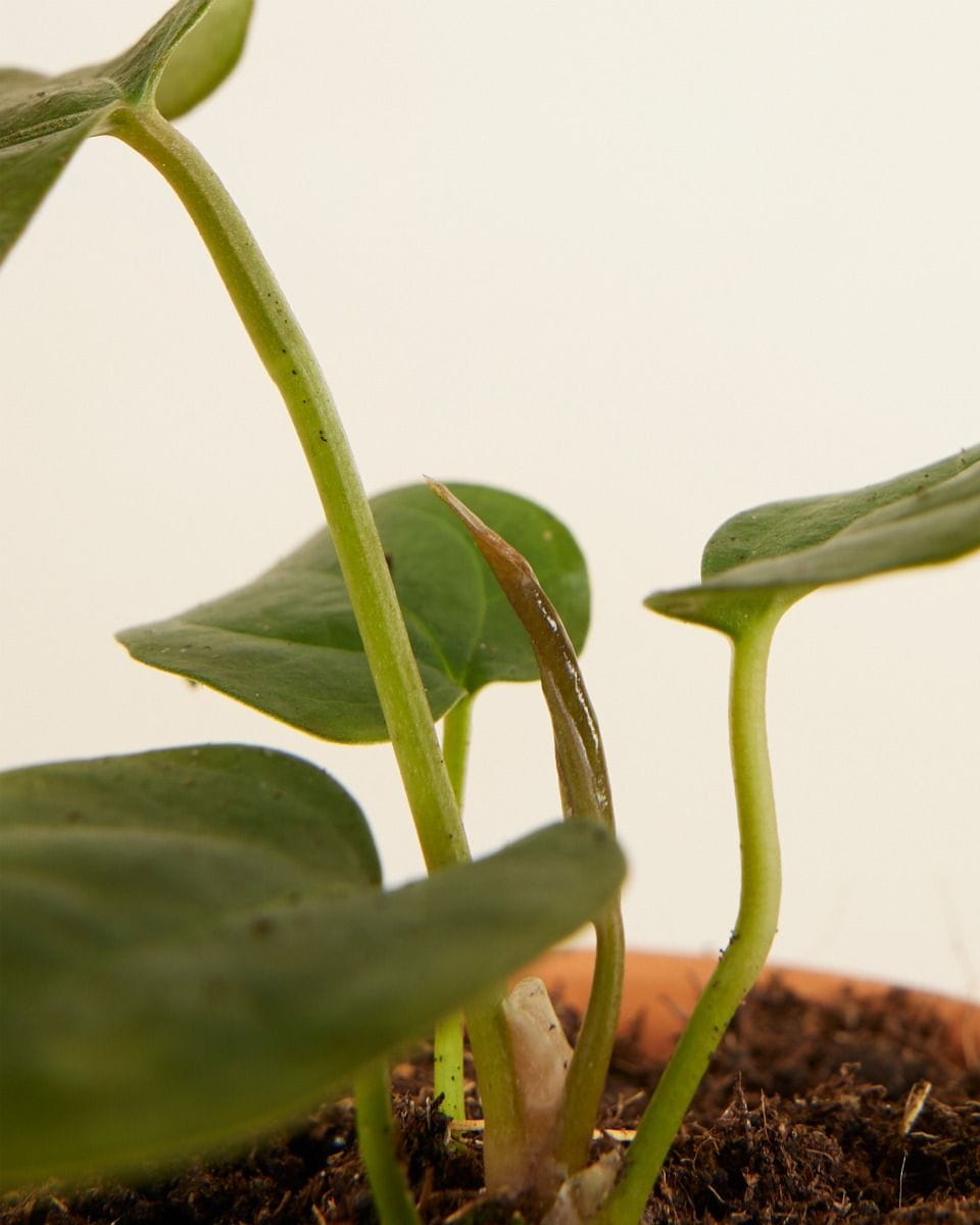 Bebé Anthurium Queen of Hearts