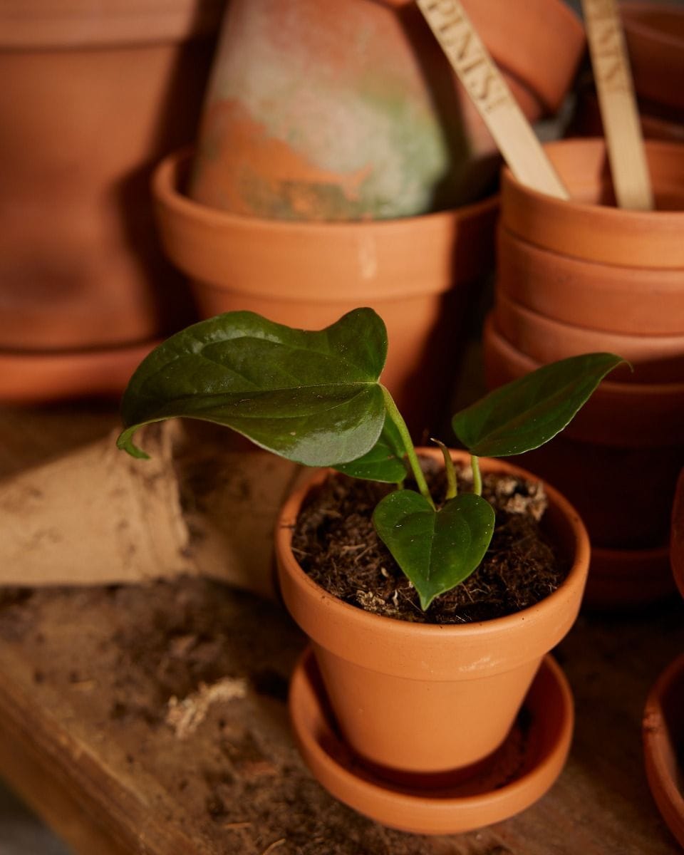 Bebé Anthurium Queen of Hearts