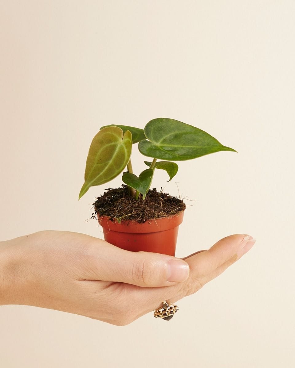 Bebé Anthurium Clarinervium