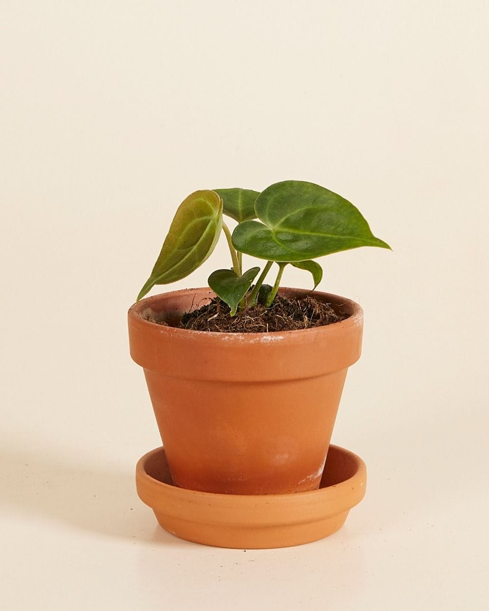 Bebé Anthurium Clarinervium