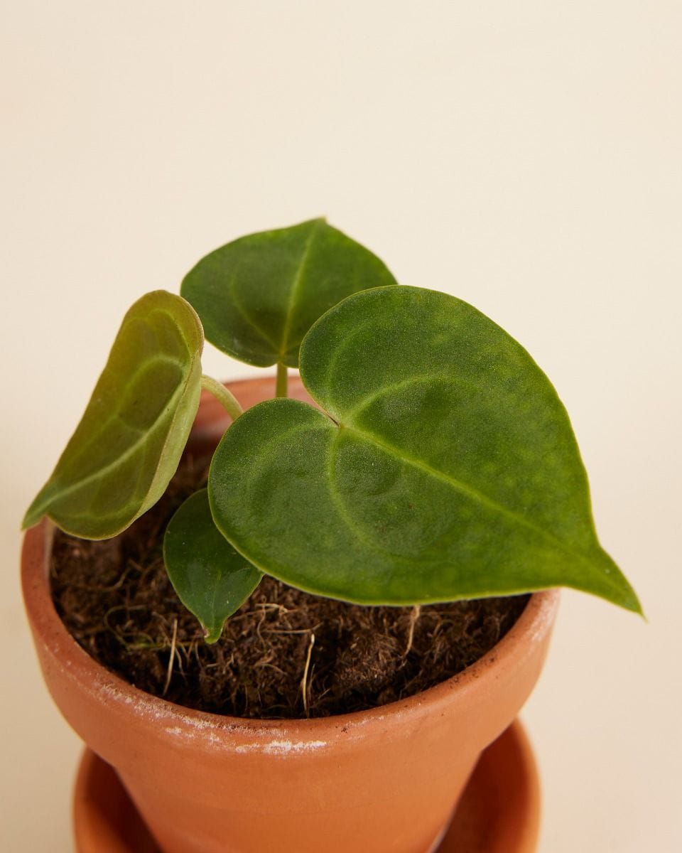 Bebé Anthurium Clarinervium