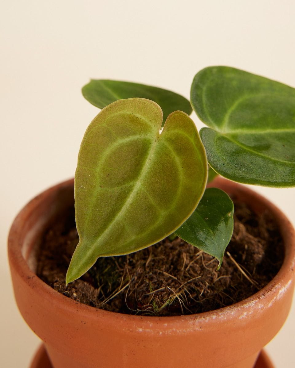 Bebé Anthurium Clarinervium