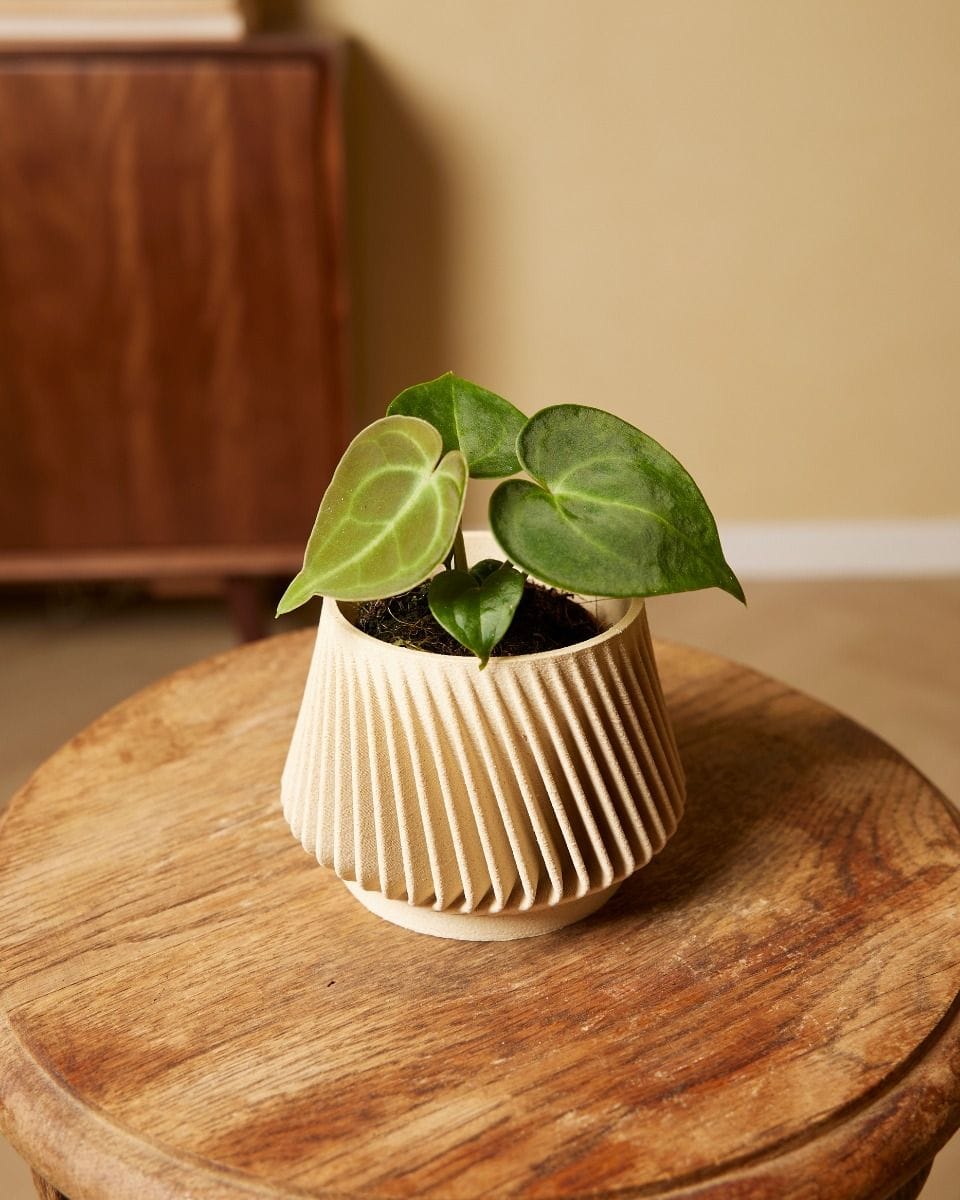 Bebé Anthurium Clarinervium
