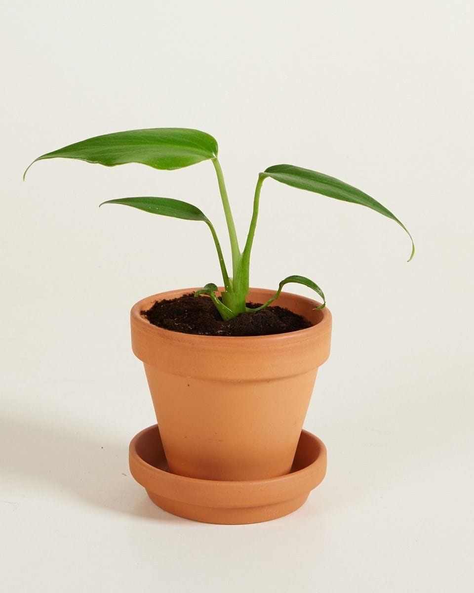 Bebé Monstera Burle Marx Flame
