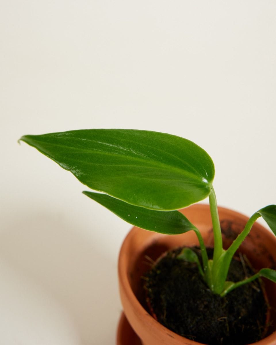 Bebé Monstera Burle Marx Flame