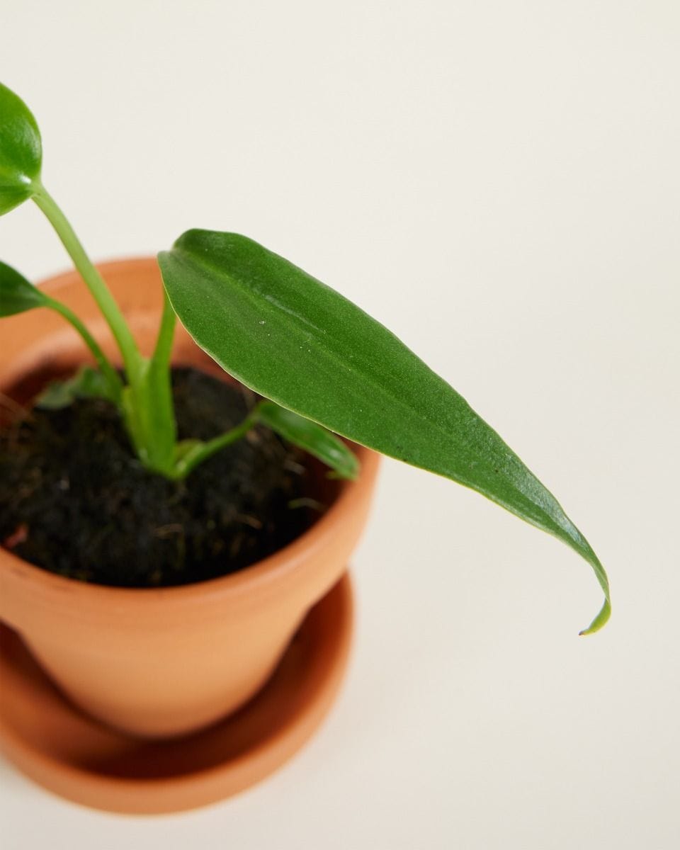 Bebé Monstera Burle Marx Flame