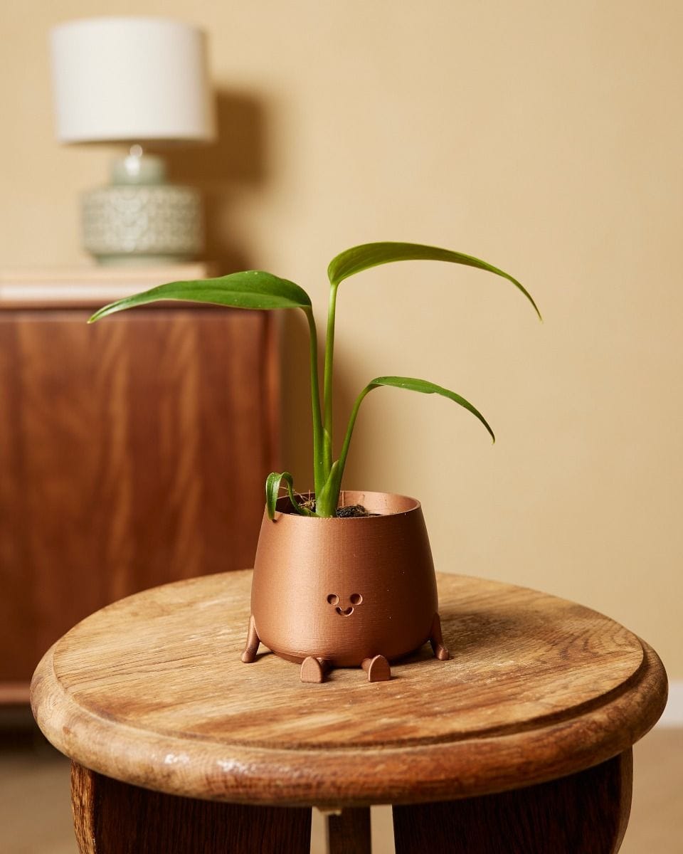 Bebé Monstera Burle Marx Flame