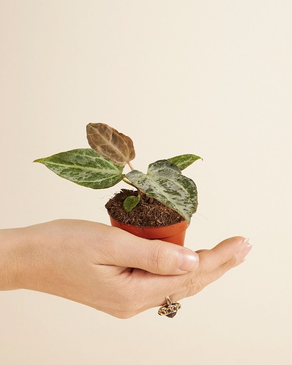 Bebé Anthurium Silver Blush Mint