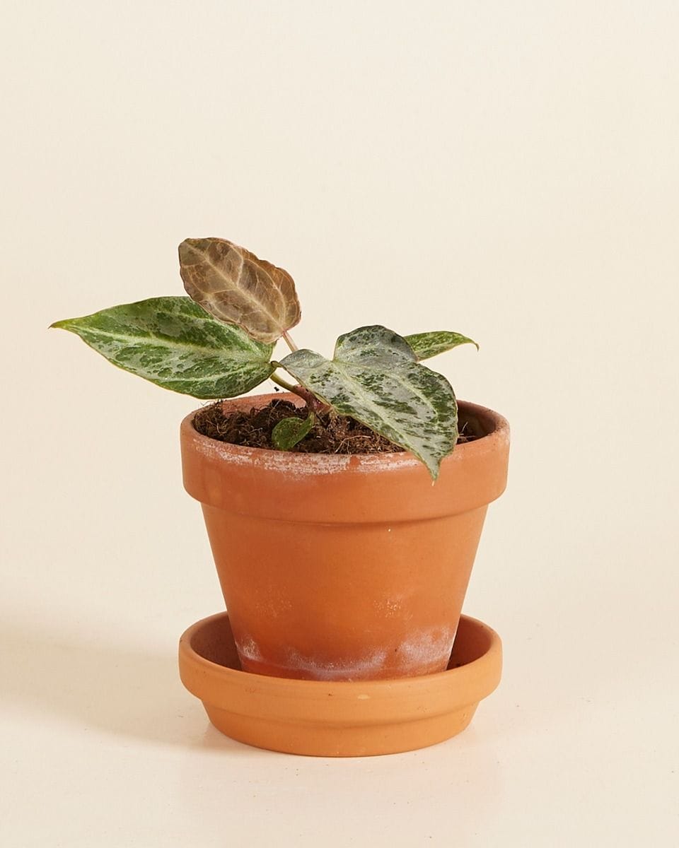 Bebé Anthurium Silver Blush Mint