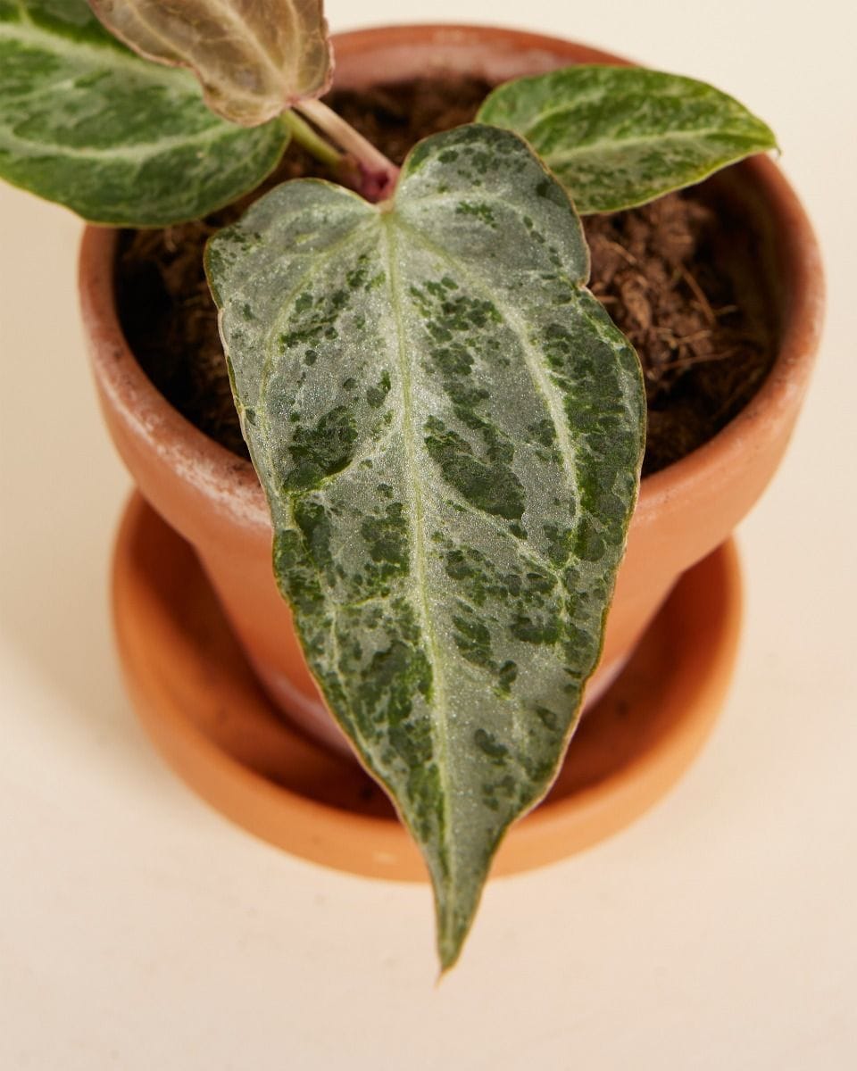Bebé Anthurium Silver Blush Mint