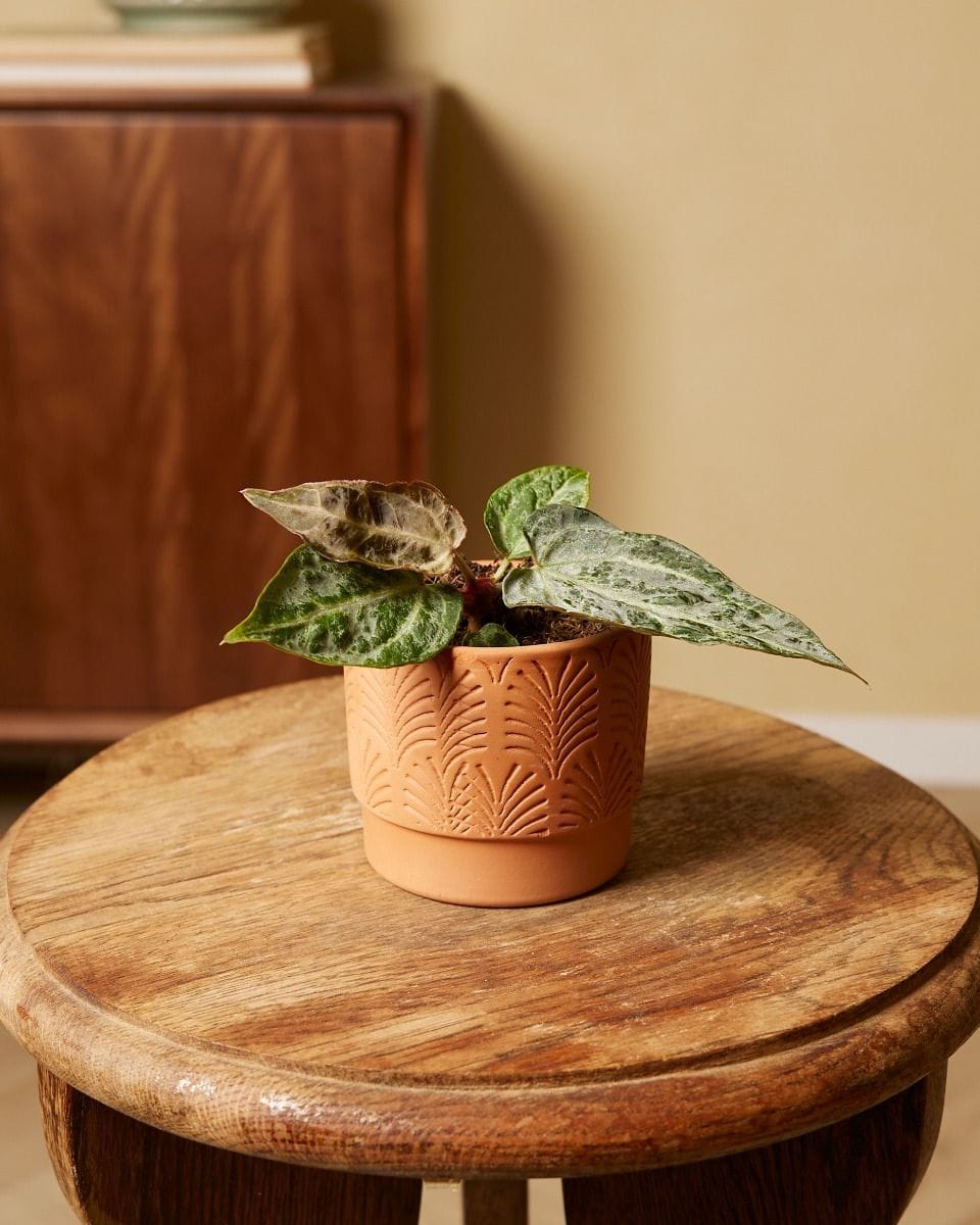 Bebé Anthurium Silver Blush Mint