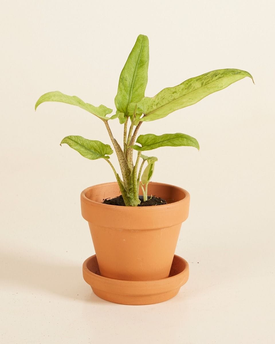 Bebé Alocasia Elephant ears Lauterbachiana Variegata