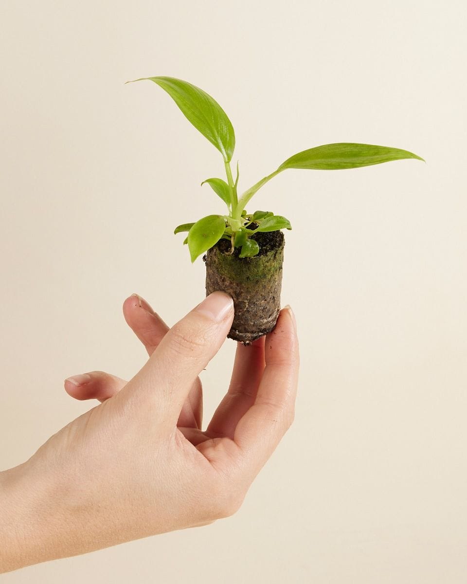 Baby Philodendron Filodendro Holtonianum Trilobe