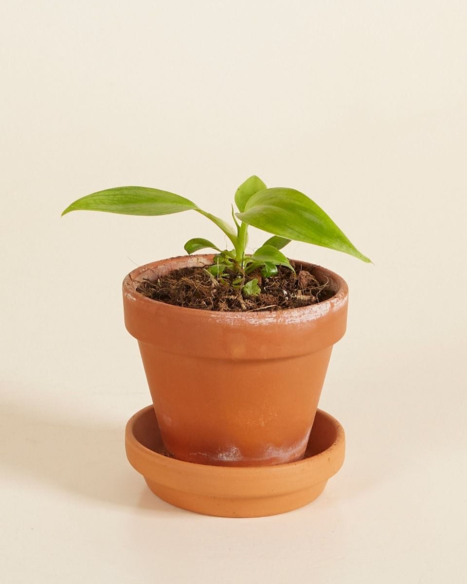 Baby Philodendron Filodendro Holtonianum Trilobe