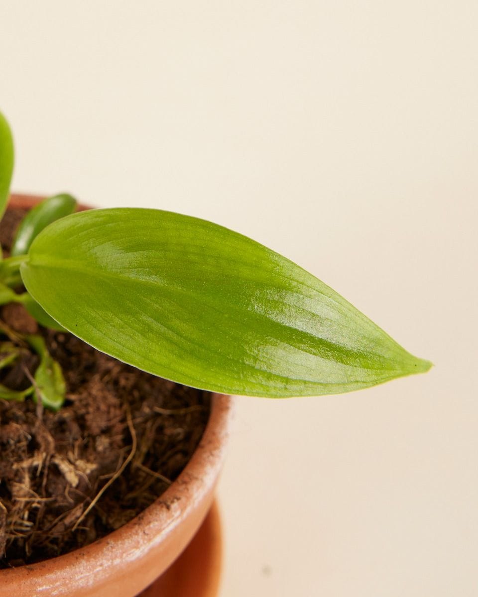 Baby Philodendron Filodendro Holtonianum Trilobe