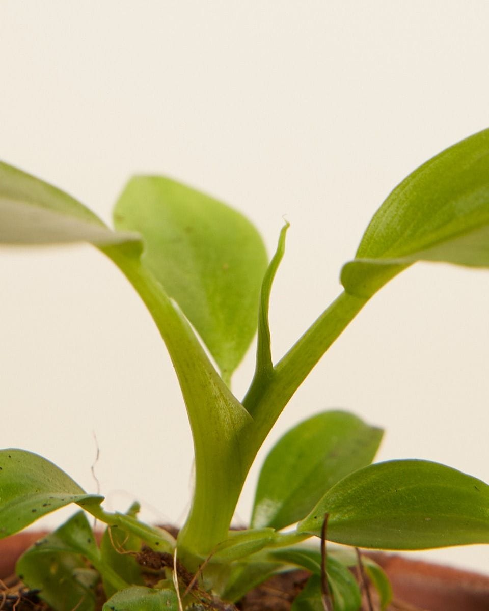 Baby Philodendron Filodendro Holtonianum Trilobe