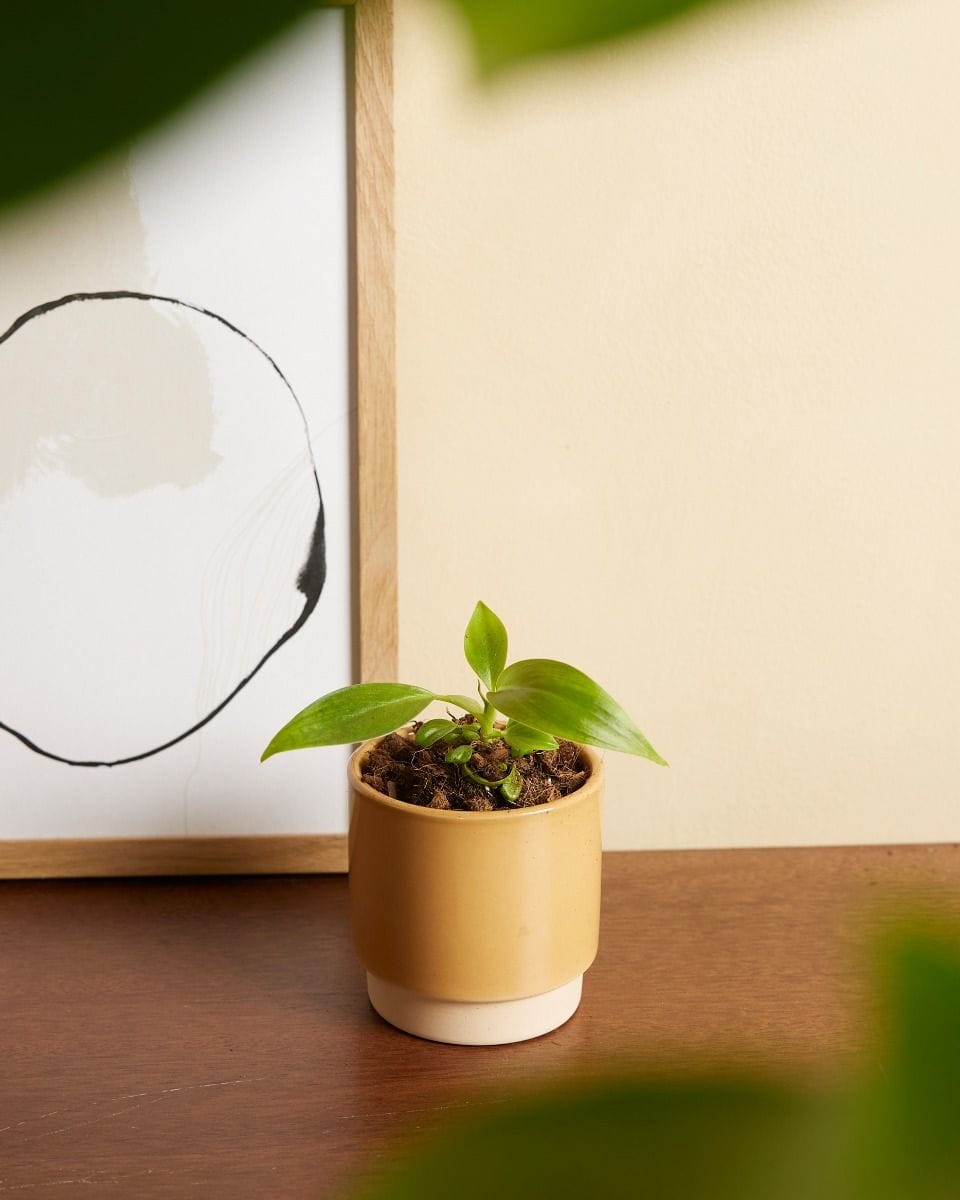 Baby Philodendron Filodendro Holtonianum Trilobe