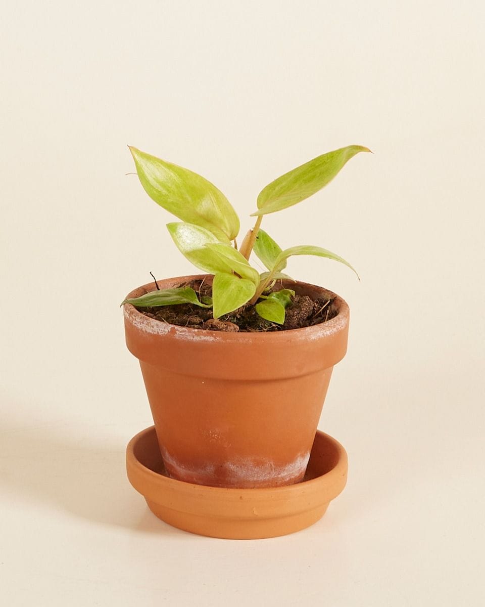 Bebé Philodendron Painted Lady