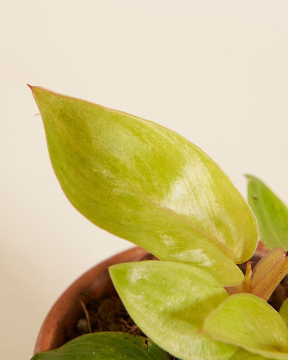 Bebé Philodendron Painted Lady