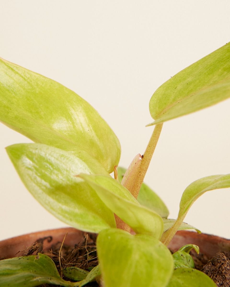 Bebé Philodendron Painted Lady