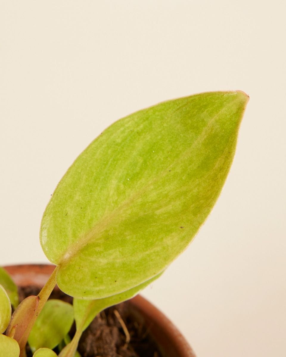 Bebé Philodendron Painted Lady
