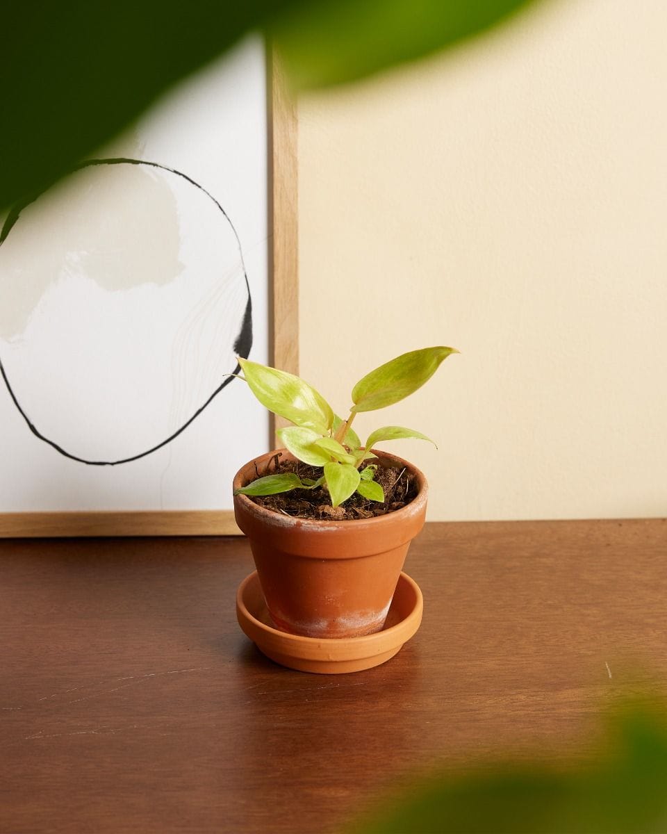 Bebé Philodendron Painted Lady